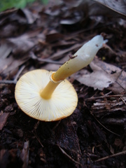 Amanita flavoconia