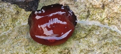 Actinia mediterranea