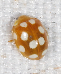 Vibidia duodecimguttata