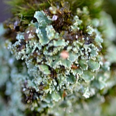 Cladonia digitata