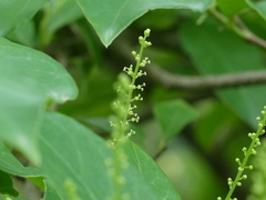 Antidesma acidum