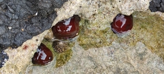 Actinia mediterranea