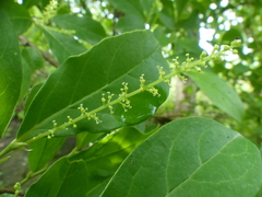 Antidesma acidum