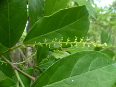 Antidesma acidum