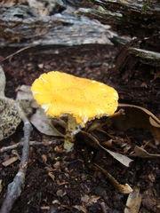 Amanita flavoconia