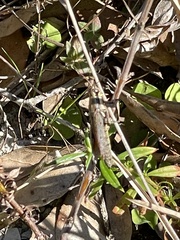 Paroxya atlantica
