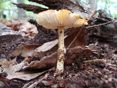 Amanita flavoconia