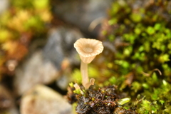 Arrhenia rickenii