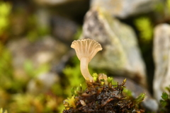 Arrhenia rickenii