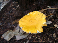 Amanita flavoconia