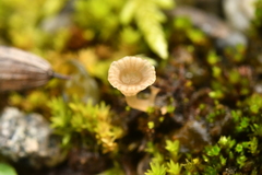 Arrhenia rickenii