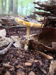 Amanita flavoconia