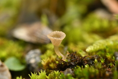 Arrhenia rickenii