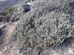 Atriplex julacea