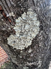 Punctelia caseana