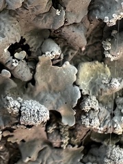 Punctelia caseana