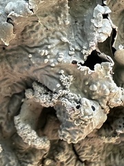 Punctelia caseana
