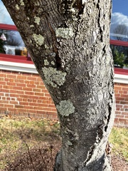 Punctelia caseana