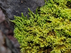 Ctenidium molluscum