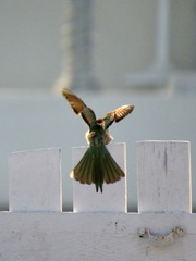Merops cyanophrys