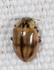 Aphidecta obliterata