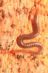 Geophilus carpophagus