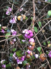 Symphoricarpos × chenaultii