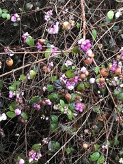 Symphoricarpos × chenaultii