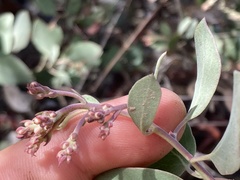 Arctostaphylos