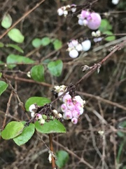 Symphoricarpos × chenaultii