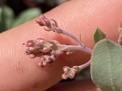 Arctostaphylos