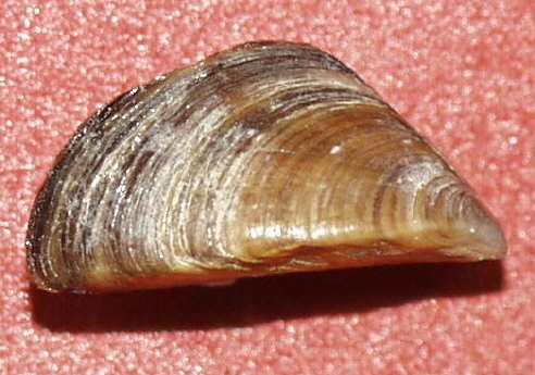 Dreissenoidea