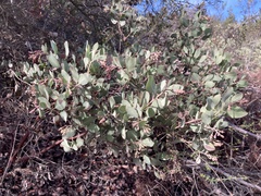 Arctostaphylos