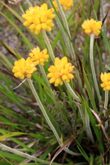 Conostylis aculeata