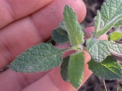 Lepechinia cardiophylla
