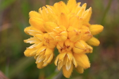 Conostylis aculeata