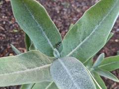 Hippodamia convergens