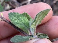 Lepechinia cardiophylla
