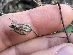 Lepechinia cardiophylla