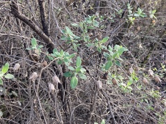 Lepechinia cardiophylla