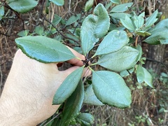 Comarostaphylis diversifolia