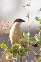 Centropus senegalensis