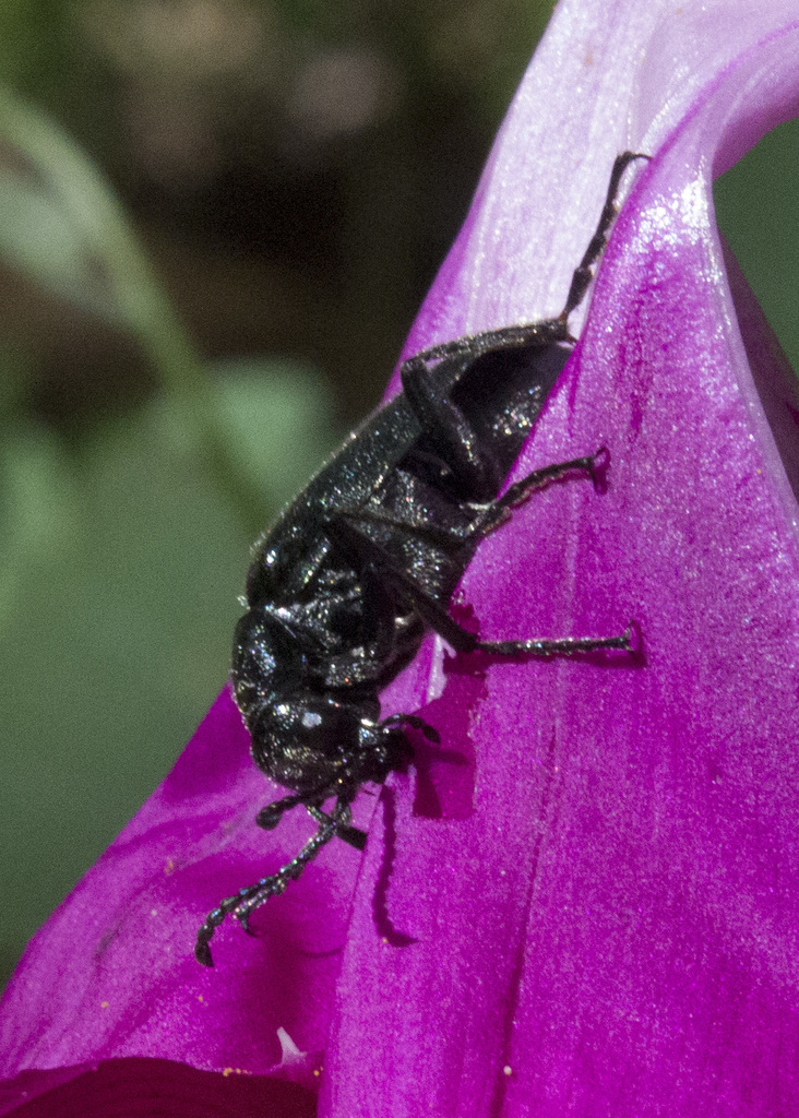 Lytta koltzei