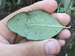 Comarostaphylis diversifolia