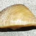 Dreissena Mussels - Photo anonymous, no known copyright restrictions (public domain)