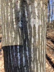 Liriodendron tulipifera