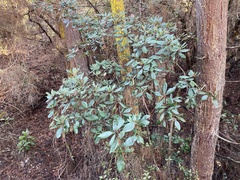 Comarostaphylis diversifolia