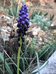 Muscari