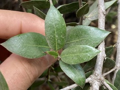 Quercus cedrosensis
