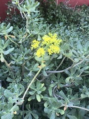 Sedum praealtum